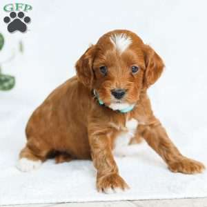 Monty F1b, Cavapoo Puppy